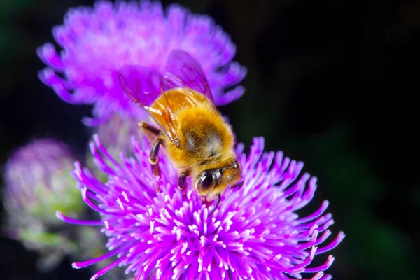 Honey Bee Paging Flower — Stock fotografie