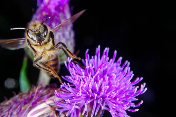 花の上に蜂が巣を作る — ストック写真