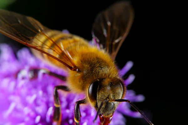 Una Abeja Miel Alimentándose Una Flor —  Fotos de Stock