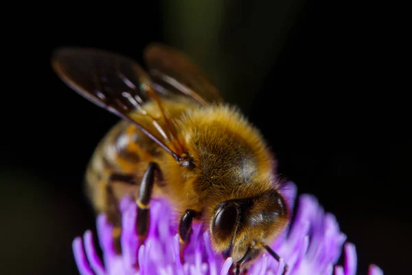 Ett Honungsbi Som Föder Blomma — Stockfoto