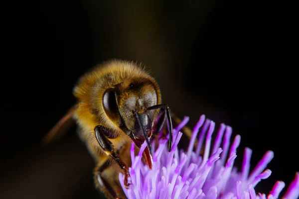 Seekor Lebah Madu Mencari Makan Atas Bunga — Stok Foto