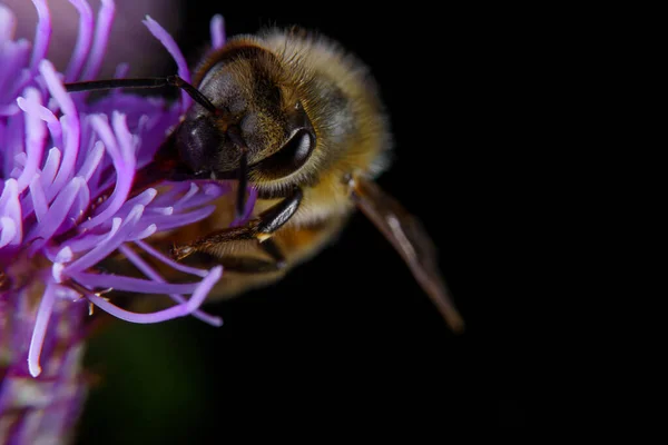 Honey Bee Paging Flower — Stock fotografie