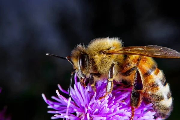 Una Abeja Miel Alimentándose Una Flor —  Fotos de Stock