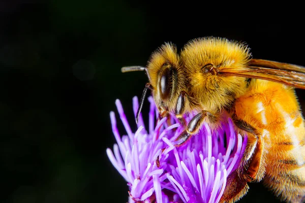 Una Abeja Miel Alimentándose Una Flor —  Fotos de Stock