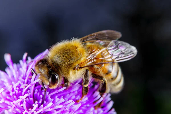 Ett Honungsbi Som Föder Blomma — Stockfoto