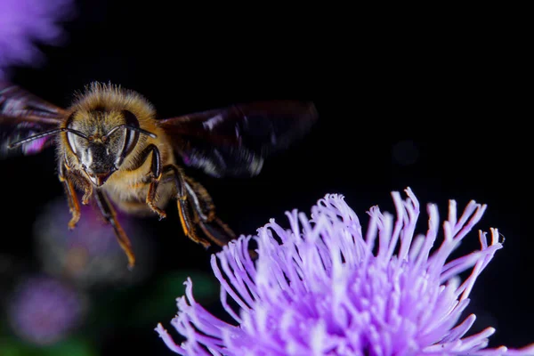 Seekor Lebah Madu Mencari Makan Atas Bunga — Stok Foto
