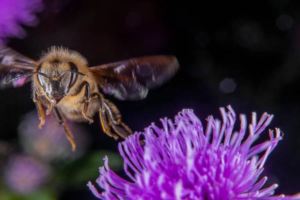 Una Abeja Miel Alimentándose Una Flor —  Fotos de Stock