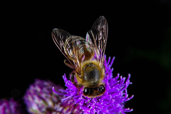 Ett Honungsbi Som Föder Blomma — Stockfoto