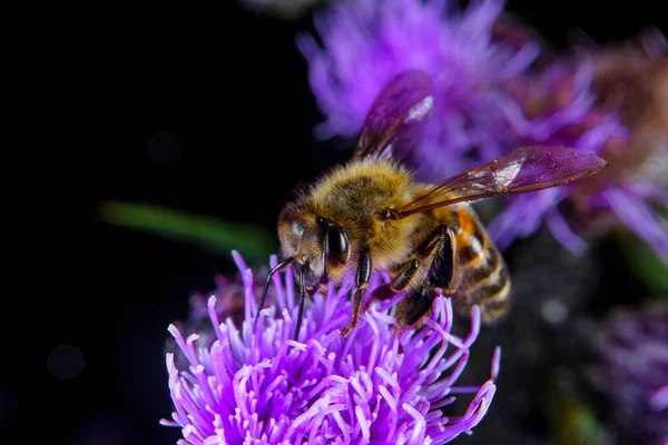 Una Abeja Miel Alimentándose Una Flor —  Fotos de Stock