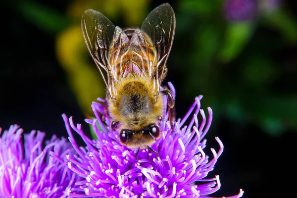 Honey Bee Paging Flower — Stock fotografie