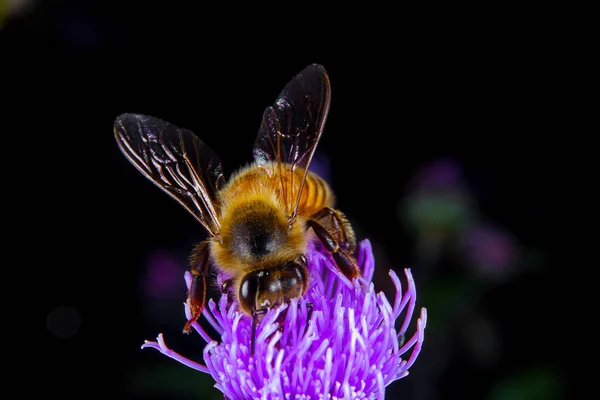 Una Abeja Miel Alimentándose Una Flor —  Fotos de Stock