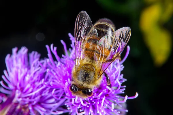 Çiçek Arayan Bir Bal Arısı — Stok fotoğraf
