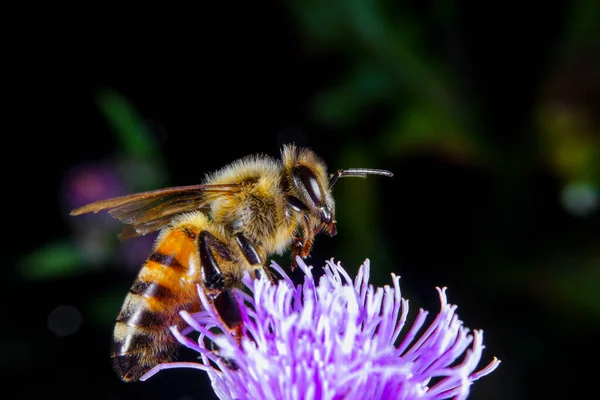 Una Abeja Miel Alimentándose Una Flor —  Fotos de Stock