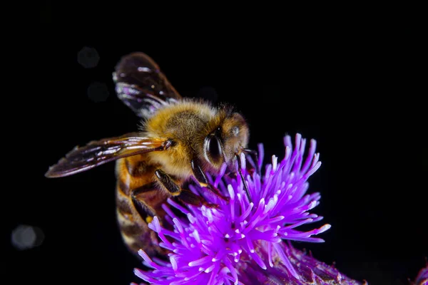 Honey Bee Paging Flower — Stock fotografie