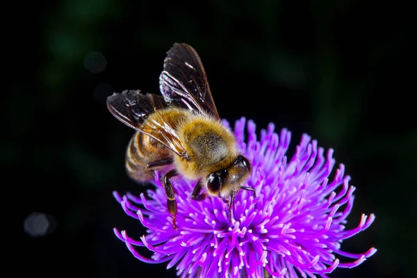 Una Abeja Miel Alimentándose Una Flor —  Fotos de Stock