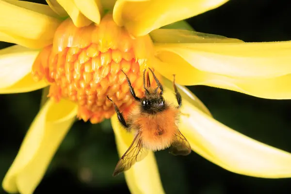 Una Abeja Miel Alimentándose Una Flor —  Fotos de Stock