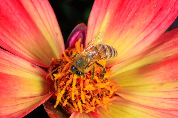 Egy Mézelő Méh Virágot Gyűjt — Stock Fotó