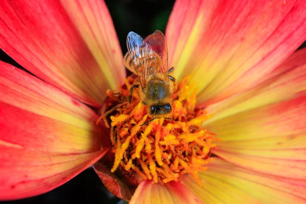 Eine Honigbiene Auf Nahrungssuche Einer Blume — Stockfoto