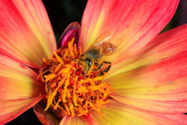 Eine Honigbiene Auf Nahrungssuche Einer Blume — Stockfoto