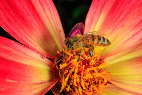 Honey Bee Foraging Flower — Stock Photo, Image