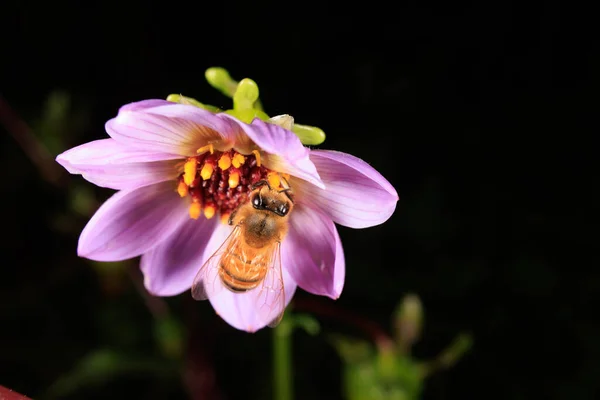 Een Honing Bee Foerageerend Een Bloem — Stockfoto