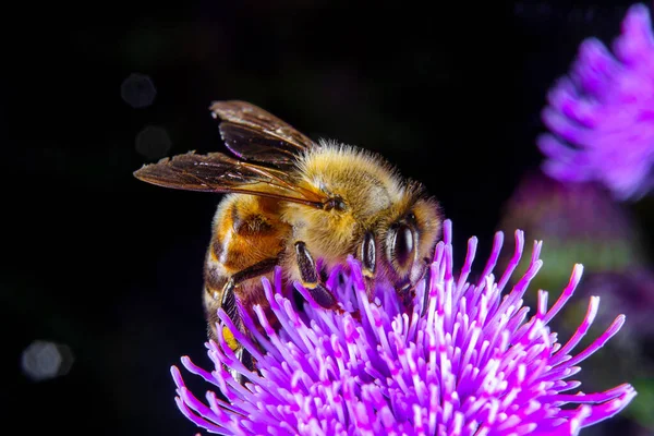 Een Honing Bee Foerageerend Een Bloem Stockfoto