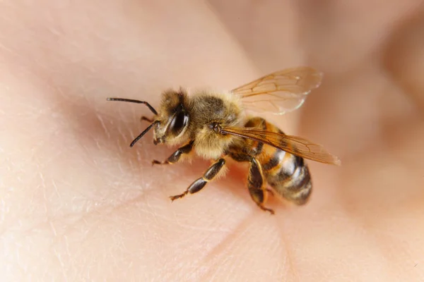 Honey Bee Has Landing Hand Stock Obrázky