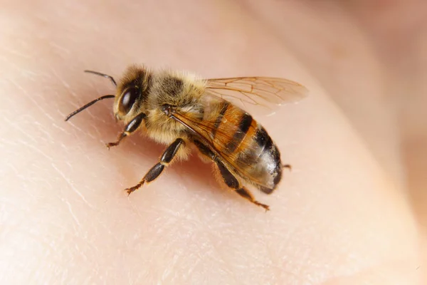 Une Abeille Domestique Atterri Sur Une Main Photos De Stock Libres De Droits