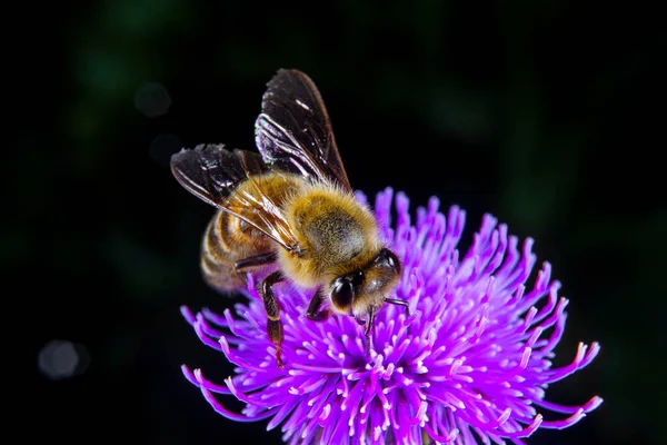 Een Honing Bee Foerageerend Een Bloem Rechtenvrije Stockafbeeldingen