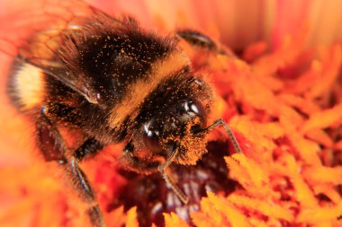 Çiçek arayan bir bal arısı