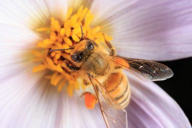 Çiçek arayan bir bal arısı