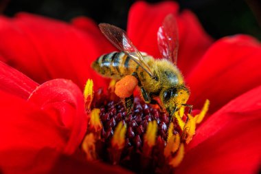 Çiçek arayan bir bal arısı