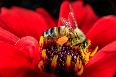 Çiçek arayan bir bal arısı