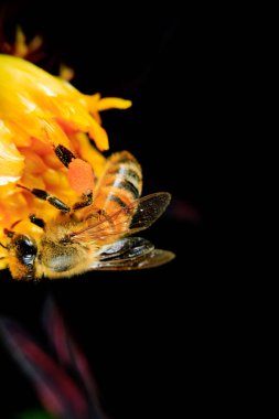 Çiçek arayan bir bal arısı