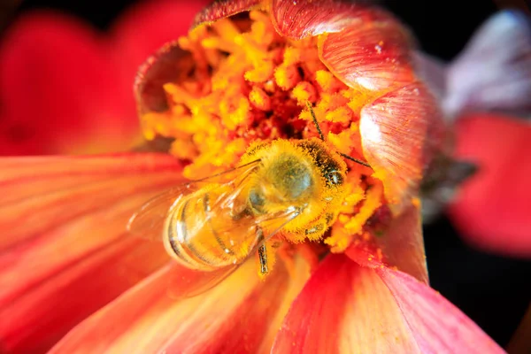 Eine Honigbiene Auf Nahrungssuche Einer Blume — Stockfoto