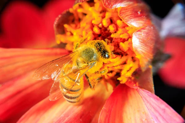 Uma Abelha Mel Forrageando Uma Flor — Fotografia de Stock