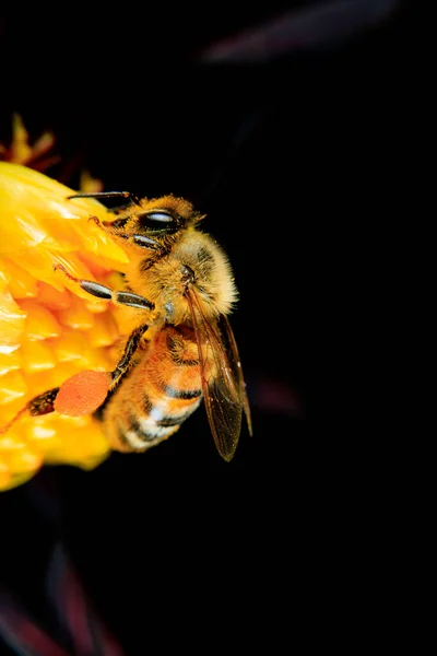 Honey Bee Foraging Flower — Stock Photo, Image