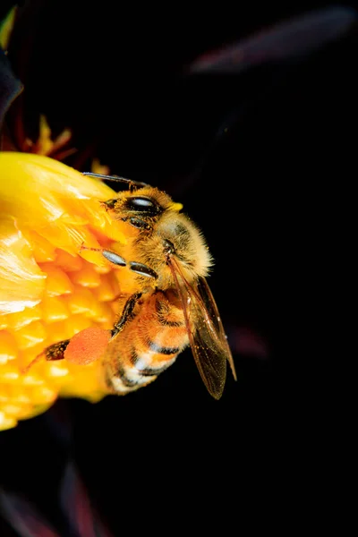 Una Abeja Miel Alimentándose Una Flor — Foto de Stock