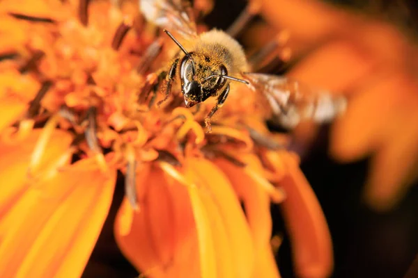Egy Mézelő Méh Virágot Gyűjt — Stock Fotó