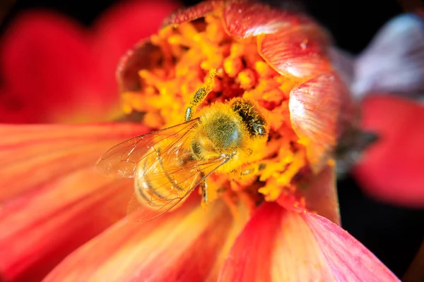 Een Honing Bee Foerageerend Een Bloem Stockafbeelding