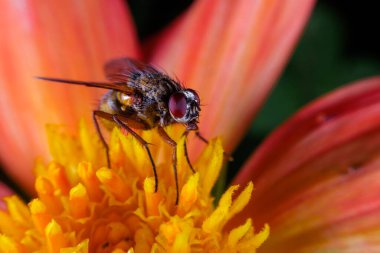 Kırmızı bir çiçeğin üzerindeki sineğe benzeyen bir Hoverfly 'a yaklaş.