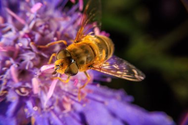 Bir çiçekteki uçan sineğe yaklaş.