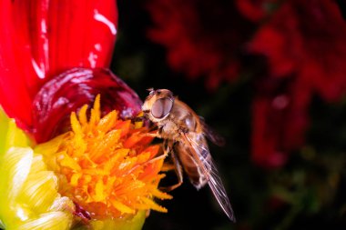 Bir çiçekteki uçan sineğe yaklaş.