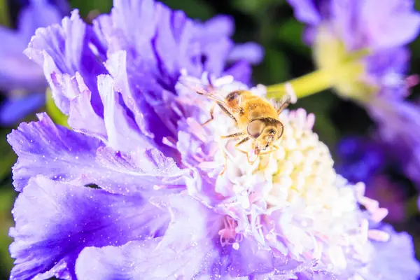 Zárja Hoverfly Egy Virág — Stock Fotó