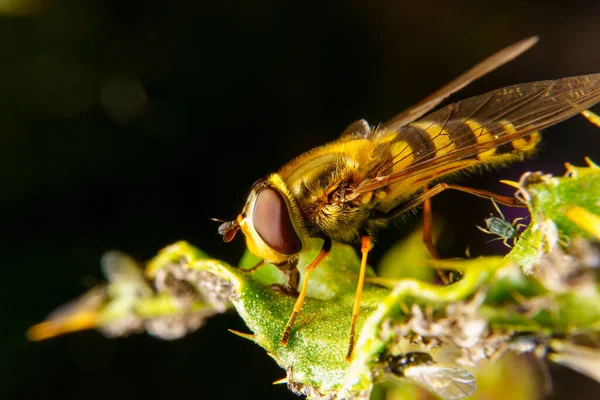 Close Hoverfly Flower — Stock Photo, Image