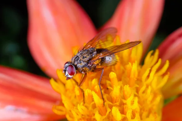 Κοντινό Πλάνο Μια Μύγα Hoverfly Που Μοιάζει Μύγα Ένα Κόκκινο — Φωτογραφία Αρχείου