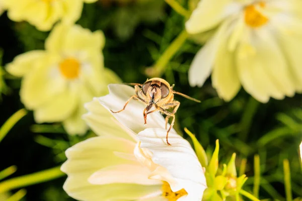 Nahaufnahme Einer Schwebfliege Auf Einer Blume — Stockfoto