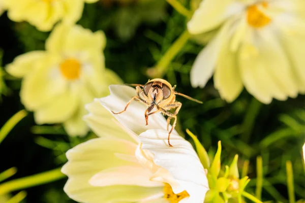 Cerca Una Mosca Voladora Una Flor — Foto de Stock