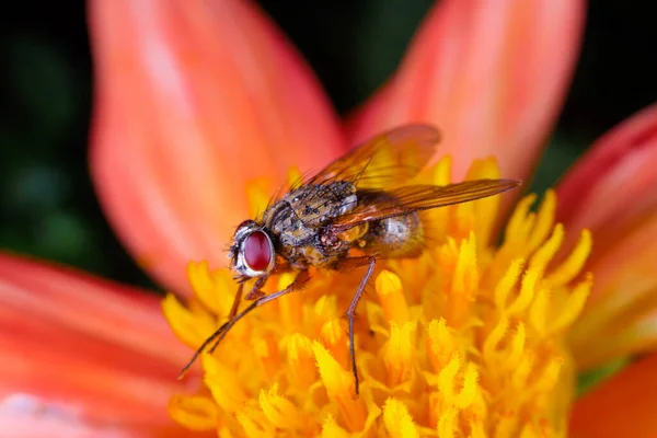 Κοντινό Πλάνο Μια Μύγα Hoverfly Που Μοιάζει Μύγα Ένα Κόκκινο — Φωτογραφία Αρχείου