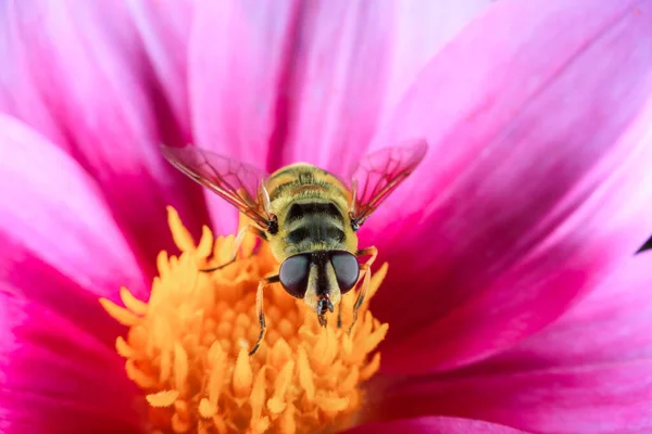 Zárja Hoverfly Egy Virág — Stock Fotó